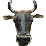 Decoração De Parede Cabeça De Boi Nelore Empalhada